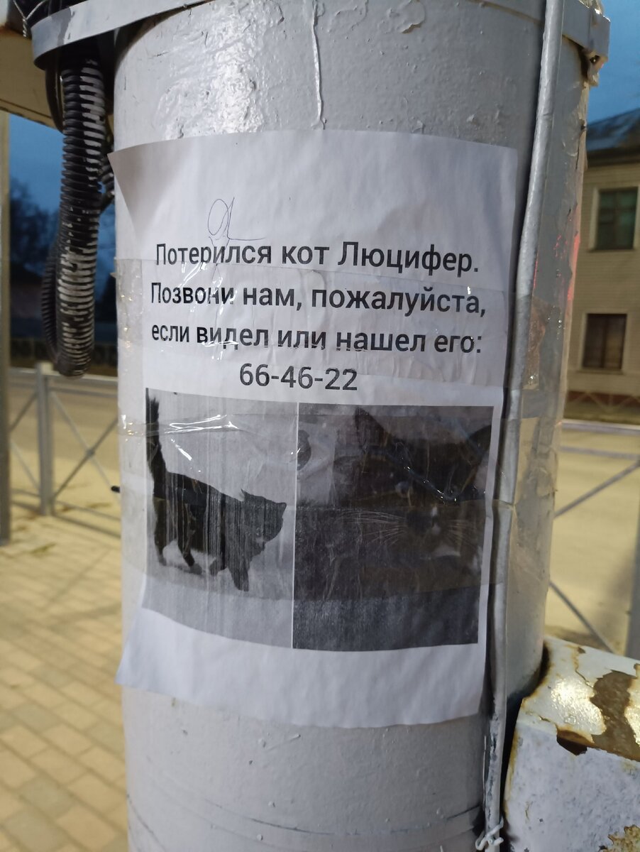    В Брянске потеряли ласкового Люцифера avchernov