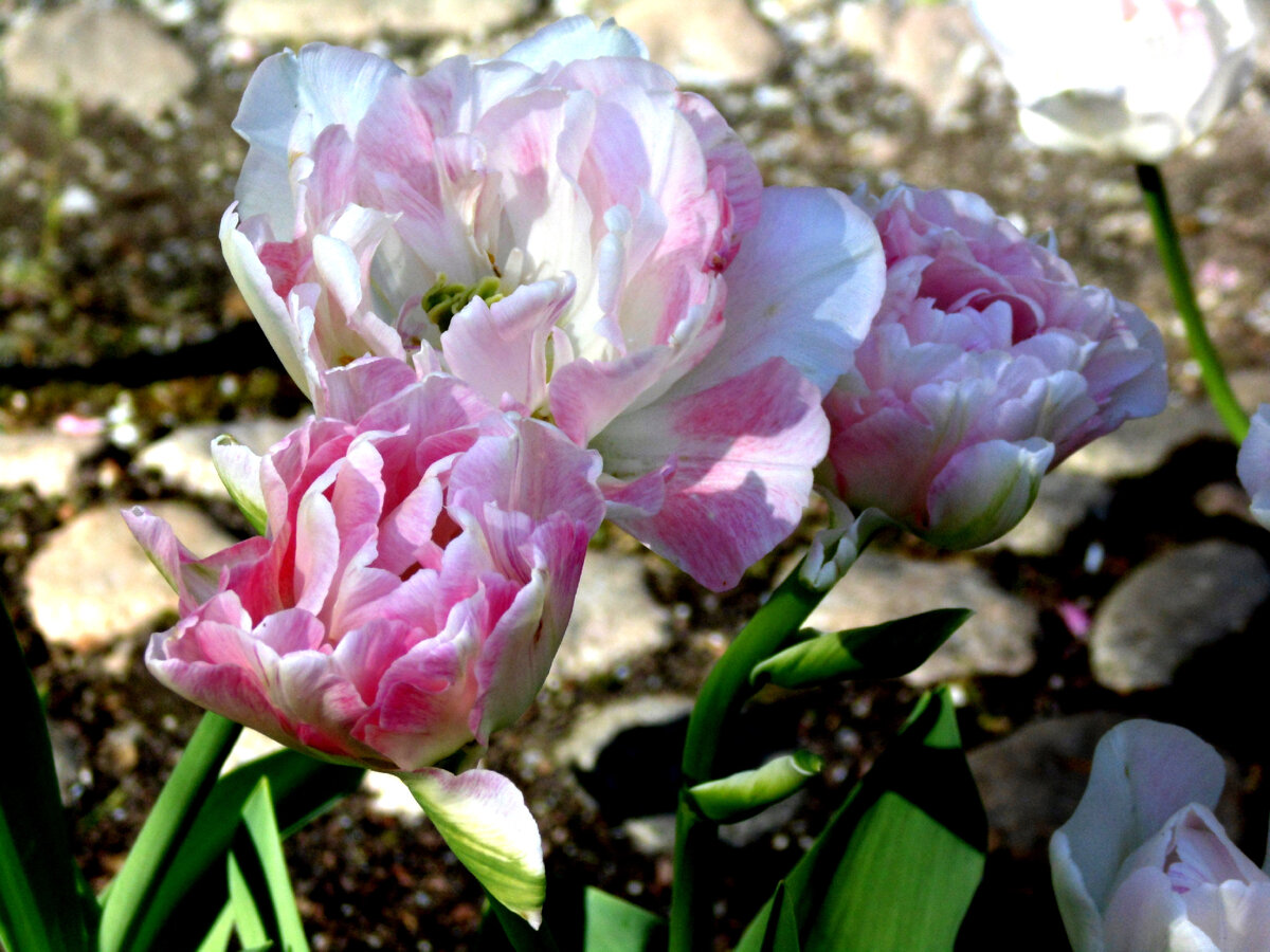 Елагин. Фестиваль тюльпанов. Фото автора