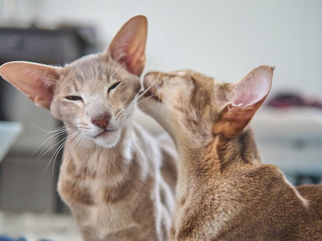 источник фото: https://healthy-animal.ru/wp-content/uploads/8/e/c/8ec0f2876e691795baff44ca3496c040.jpeg