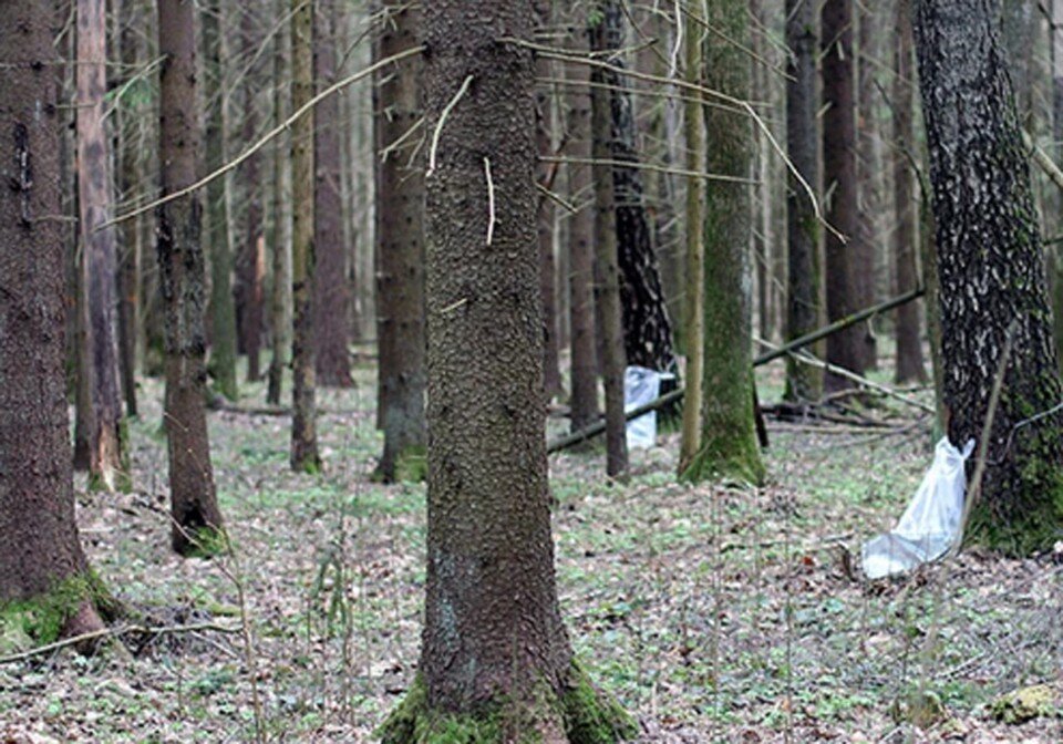     И Родина щедро поила меня березовым соком... Фото: архив КП