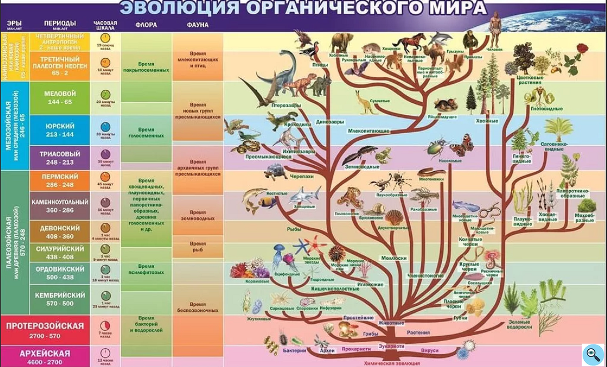 Этапы развития жизни на земле картинки