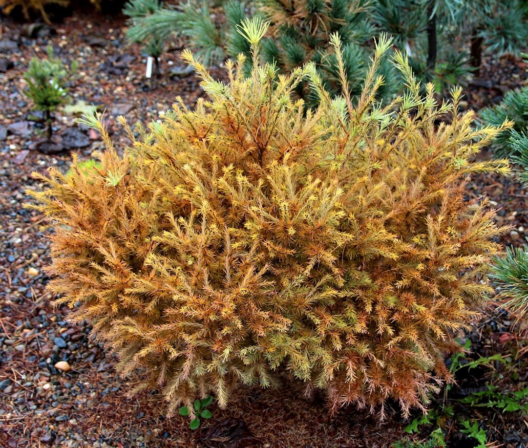 Лиственница ольгинская (Larix olgensis) ‘ГТС’ | Декоративные древесные ...
