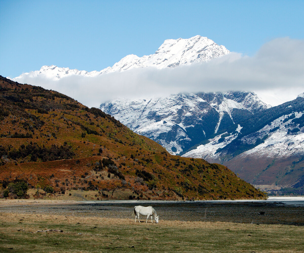     На съемках сериала «Властелин колец: Кольца власти» умерла лошадь
