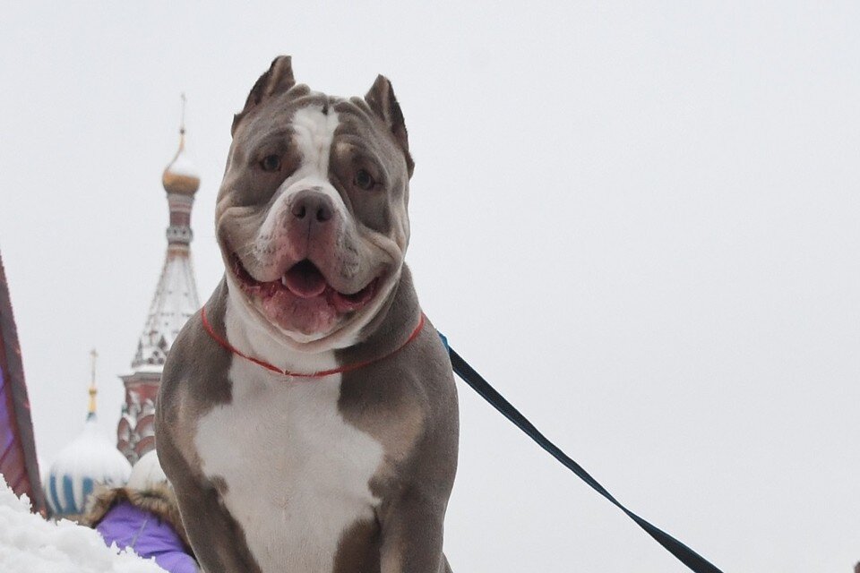     В Новосибирске пес бойцовской породы, бегающий по улице, пугает прохожих. Михаил ФРОЛОВ