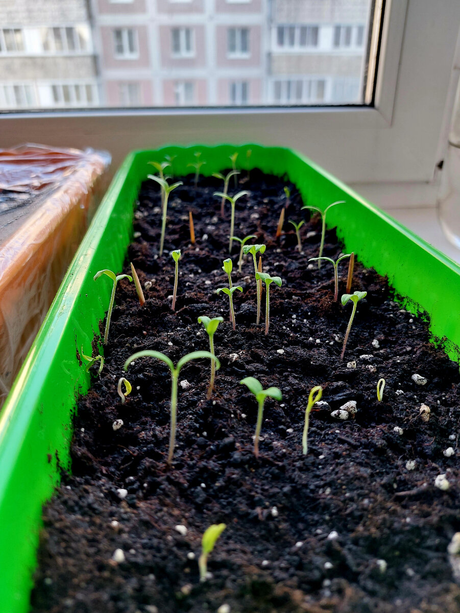 А помидорки не заставили себя долго ждать 