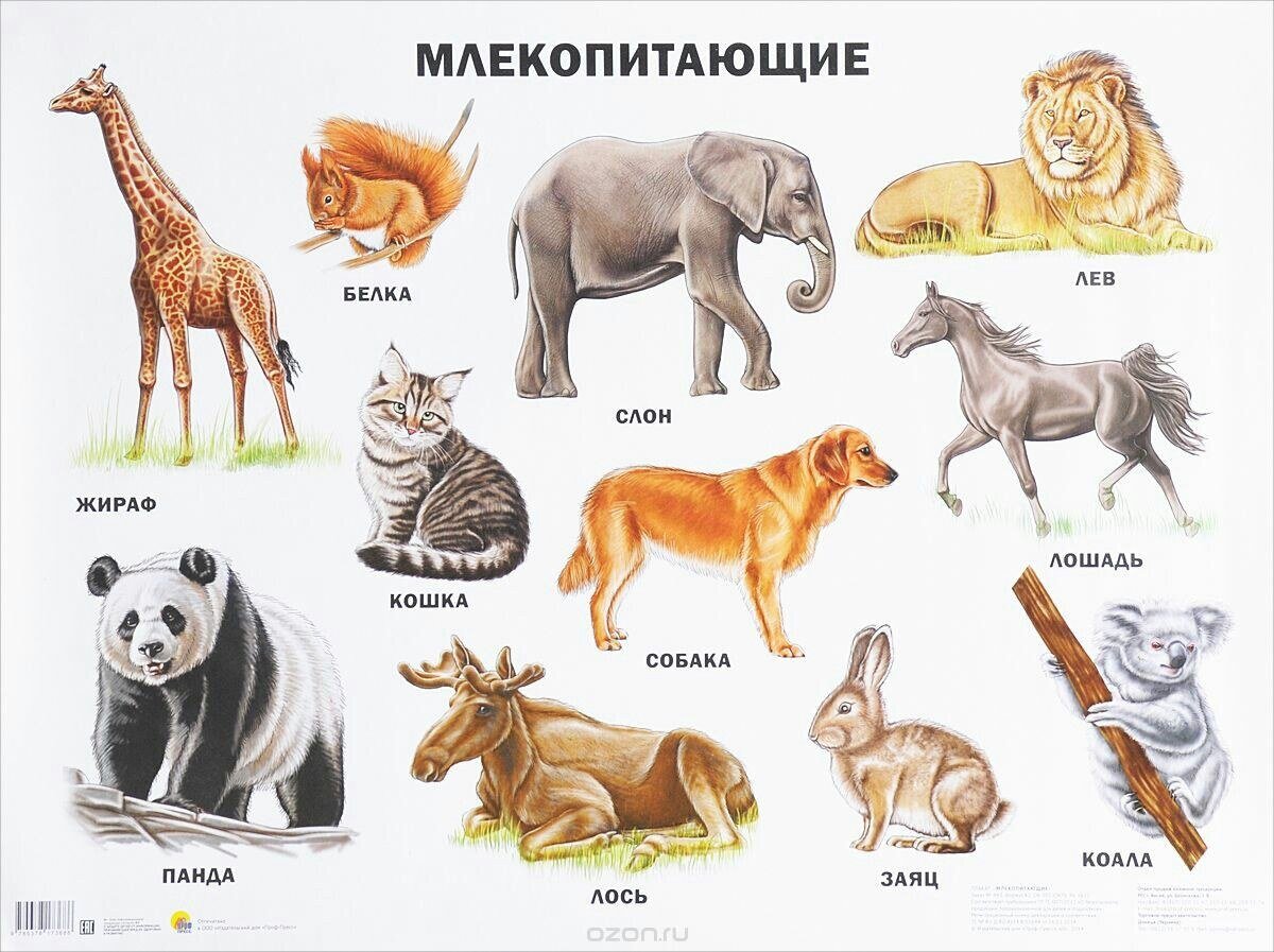 Млекопитающие. Млекопитающие звери. Млекопитающие для детей. Виды животных названия.