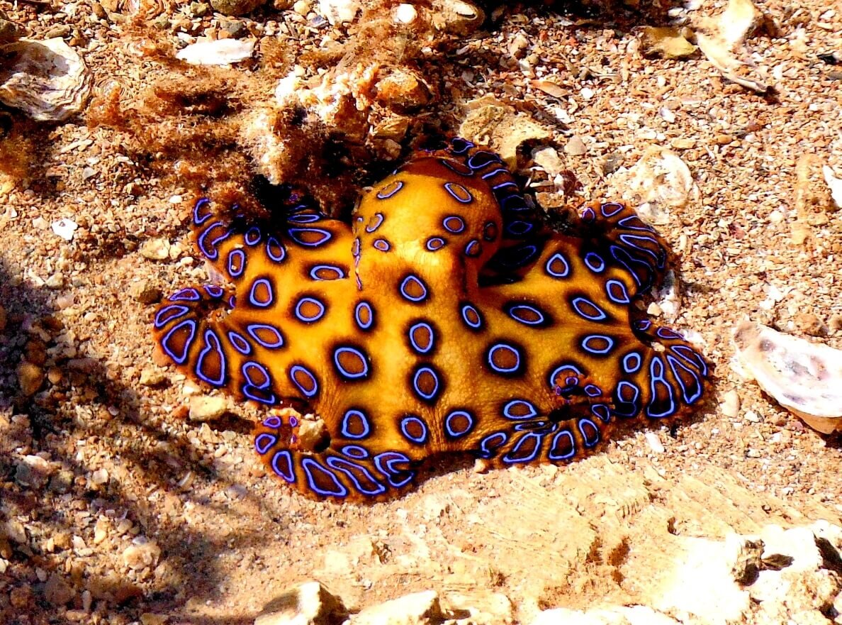    Синекольчатый осьминог вида Hapalochlaena lunulata