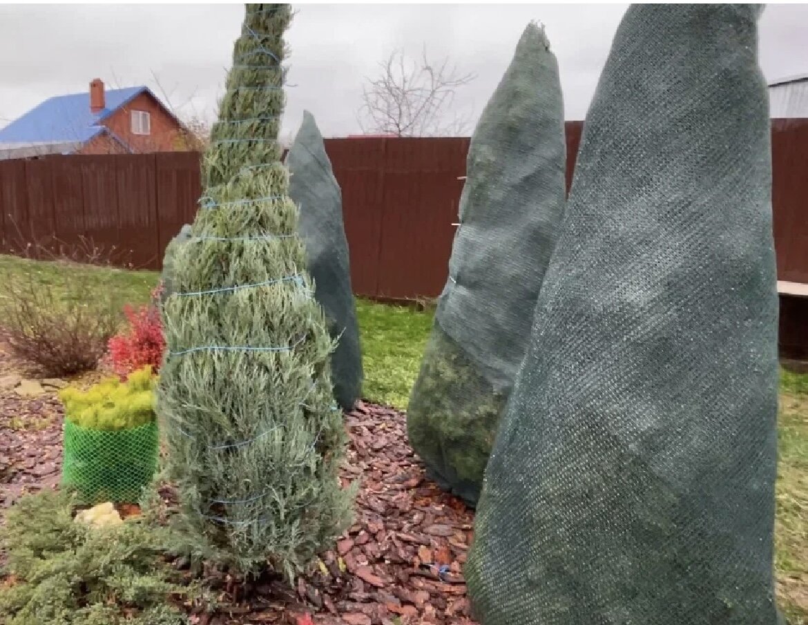 Мульчирование приствольного круга туи