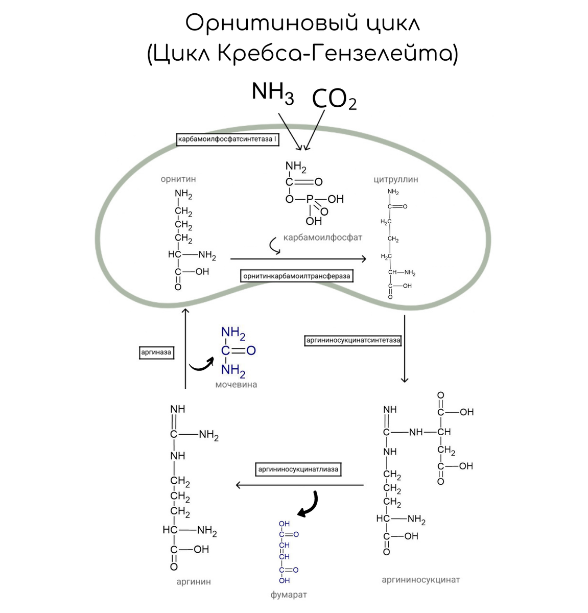 Орнитиновый цикл реакции. Орнитиновый цикл Кребса-Гензелейта. Орнитиновый цикл в печени. Орнитиновый цикл и цикл Кребса связь.