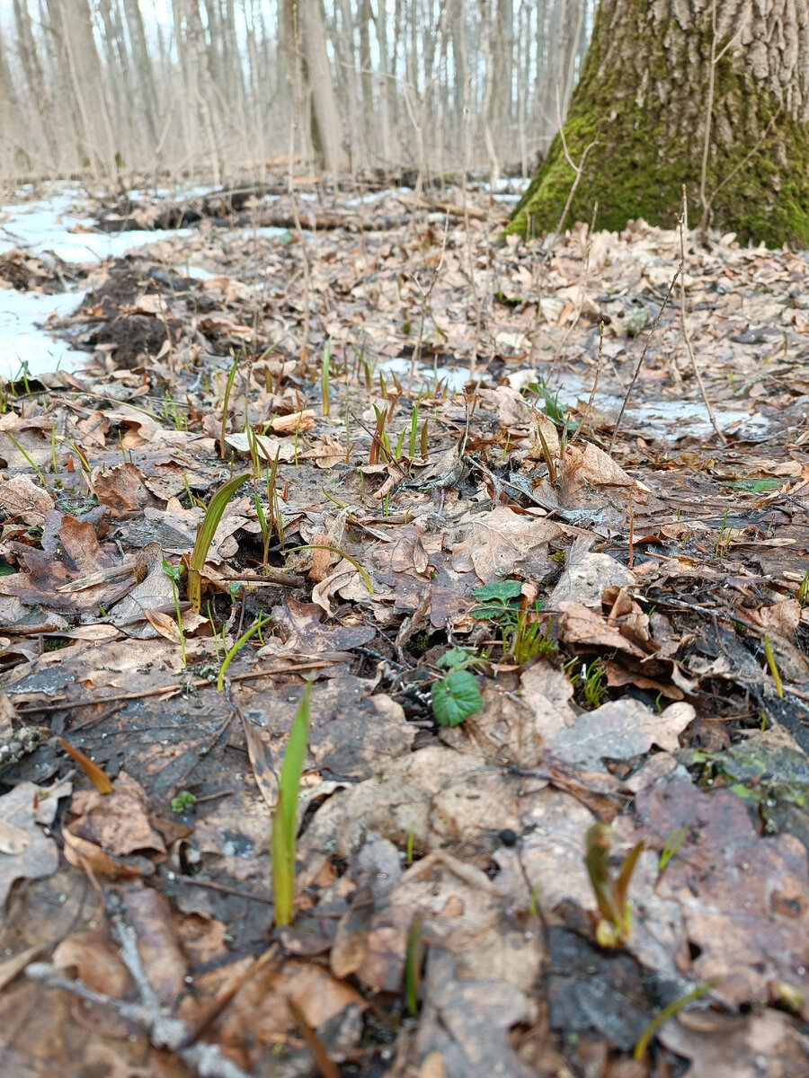 Подснежники 