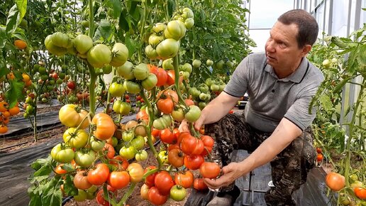 Профилактика заболеваний томатов, начиная с рассады и до осени