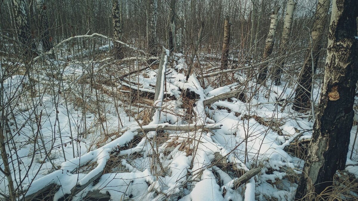     Обломанные после снегопада ветки угрожают жизням людей в Уссурийске. Жители просят представителей власти оперативно провести уборку, чтобы избежать несчастных случаев.