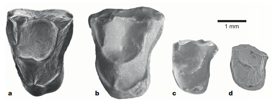 Изображения с помощью сканирующего электронного микроскопа: а) левый верхний 1-й моляр перупитека; b) моляр талапитека; c,d) еще два моляра неизвестных приматов, найденных в Санта Роза