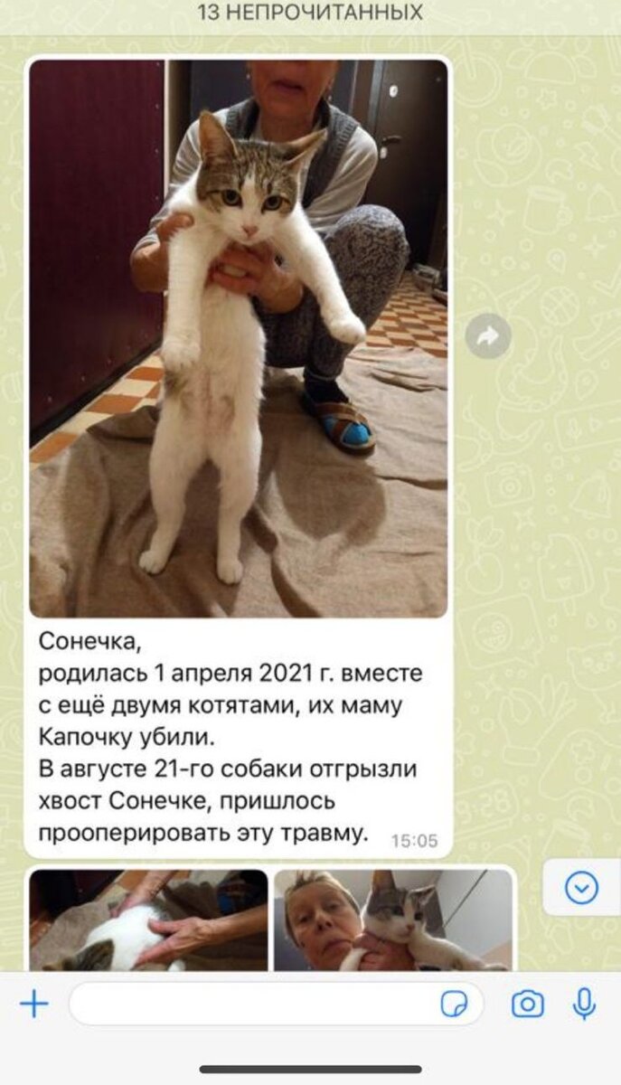 Соседи хозяйки, которая выставила кошек, прислали нам историю Сонечки
