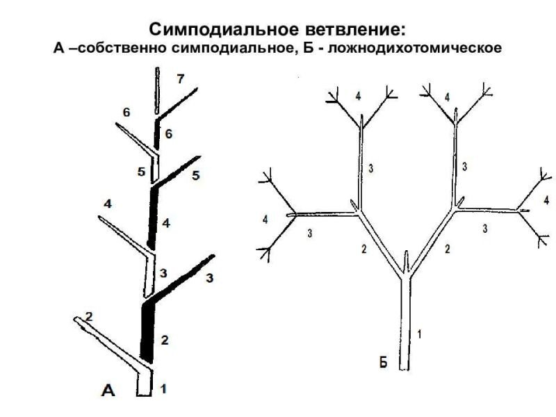 Схема ветвление и де ветвление гликогена