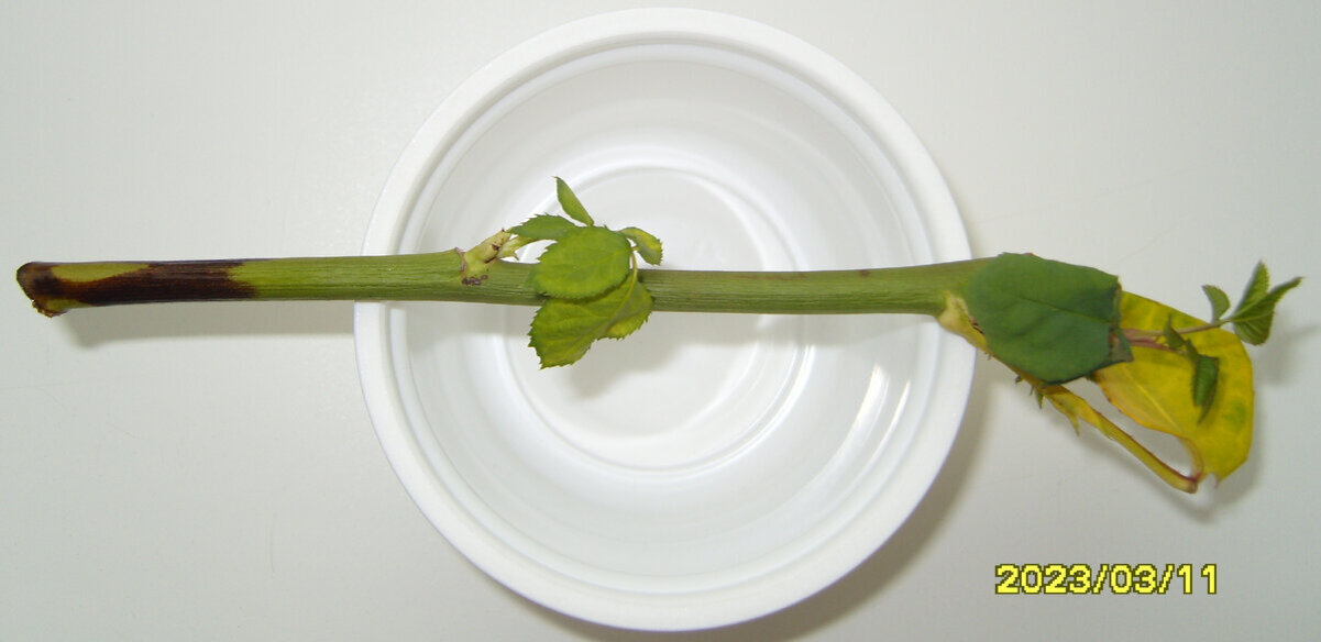 Потемнение нижней части четвертого черенка розы с листьями