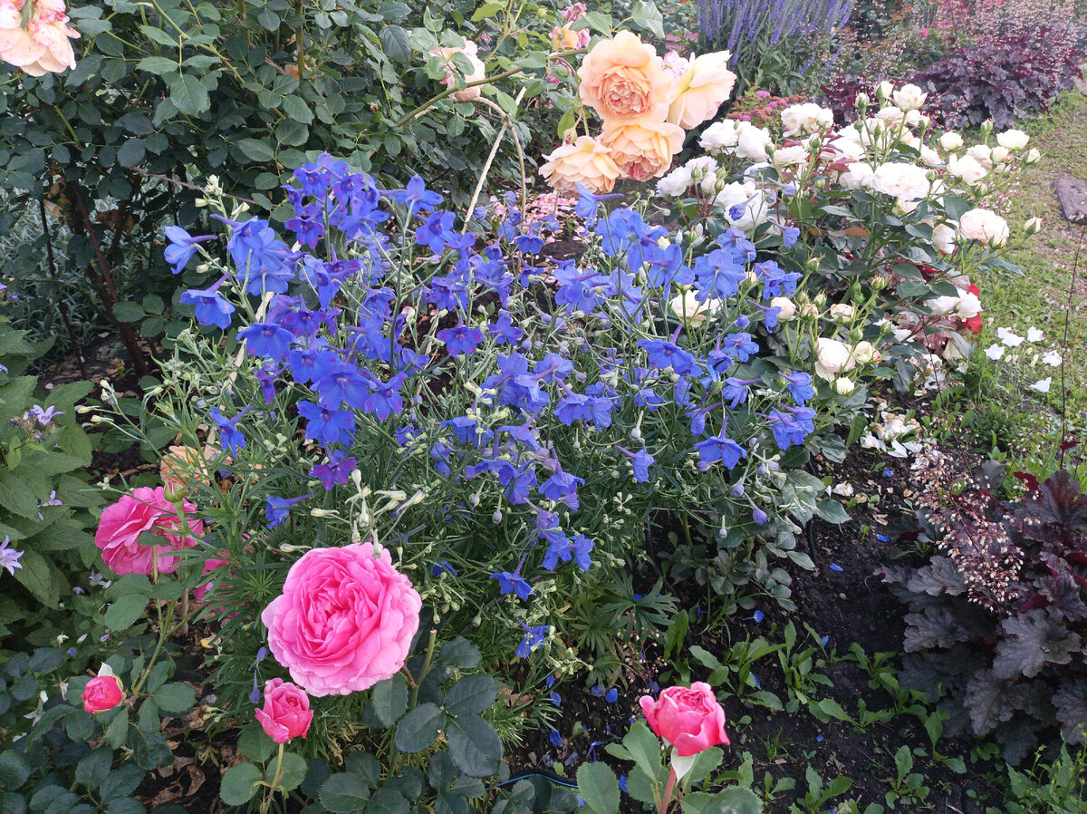 дельфиниум крупноцветковый в компании с розами. середина июля 2022 г