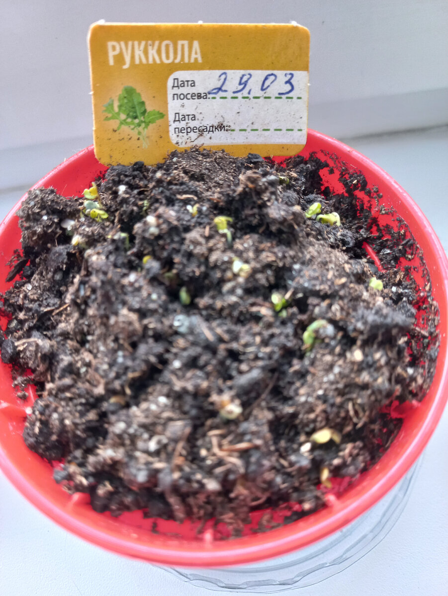 вчера вечером