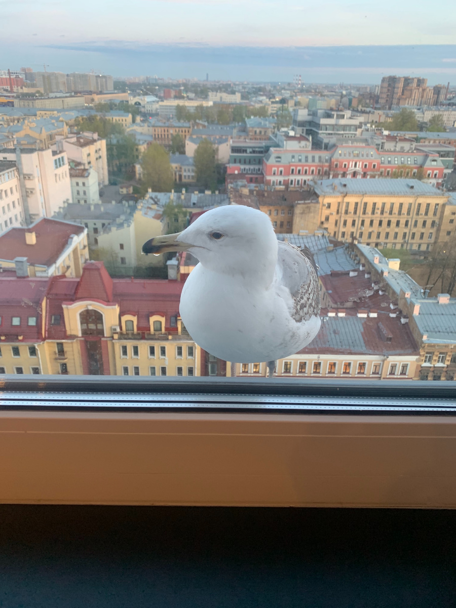 Живи, где живёшь! Или зимняя рыбалка в Санкт-Петербурге.   Иллюстрация из личного архива