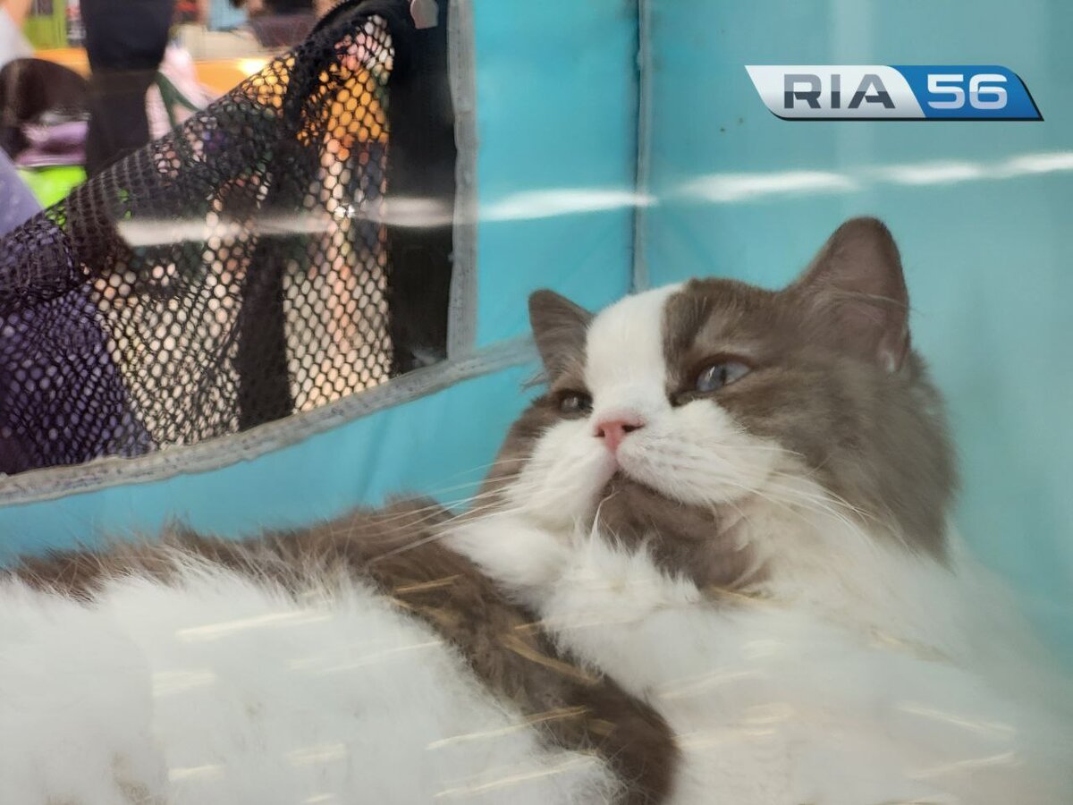  📷    В Оренбурге проходит второй день международной выставки кошек разных пород Андрей Севостьянов