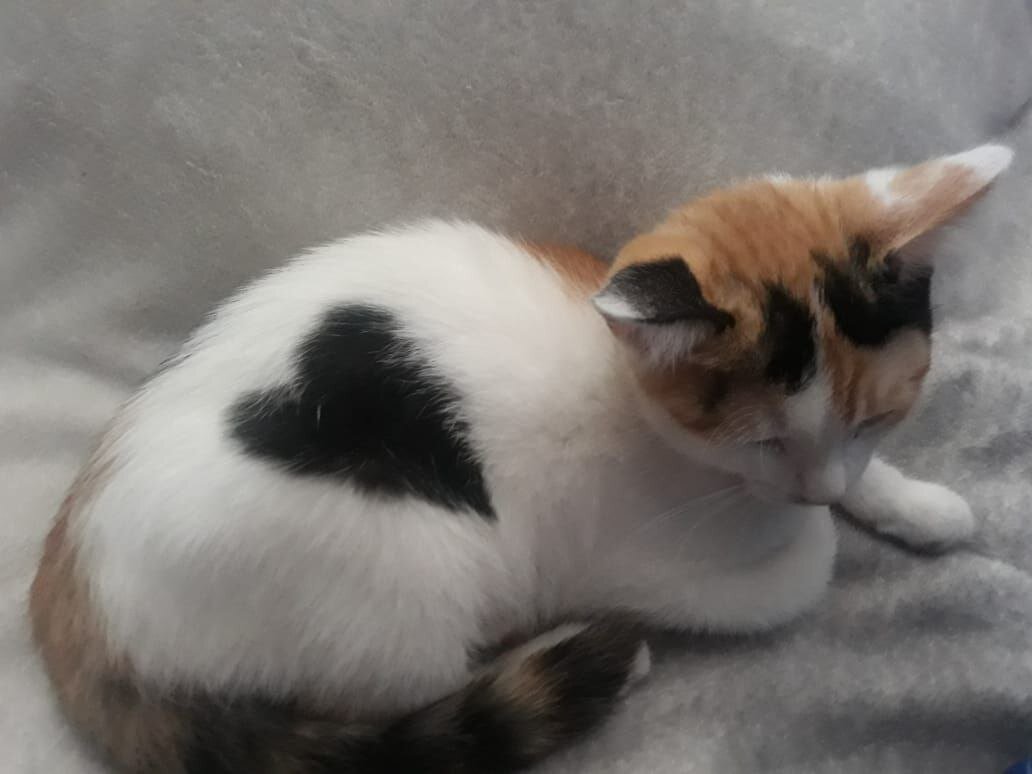 Мася Ницца, сердечко образуется только когда спит, а такк это просто черное пятно.