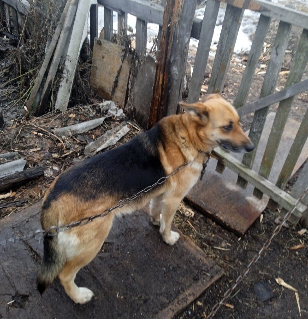 И многие люди, увидев эти фотографии, поехали за собакой, как за немецкой овчаркой