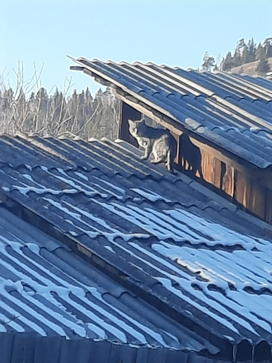 Фото автора. Эх, котикам вот никакая косметика не нужна) они и так милые и няшные)