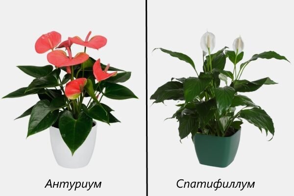 Почему у антуриума зеленеют цветы? Как решить проблему?