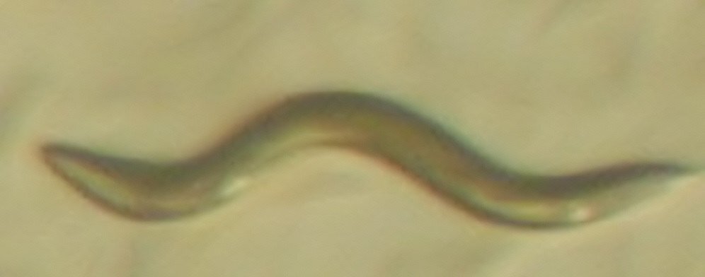    C. elegans Википедия