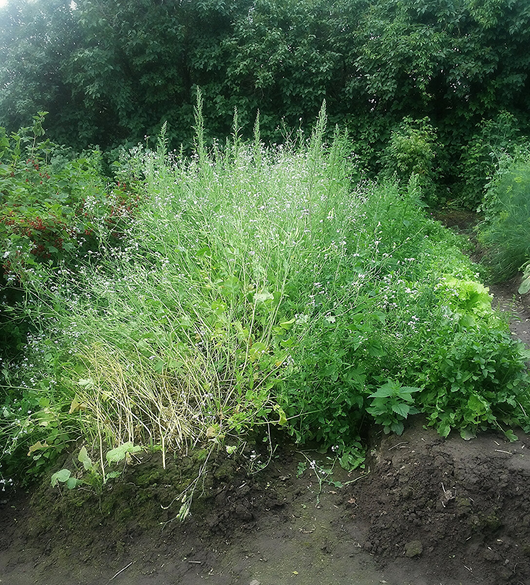 Ну кто в здравом уме будет фоткать свои сорняки?! Вот и я не фоткала. Это единственная фотография. Здесь две грядки. Перед прополкой. Справа уже все отработано.