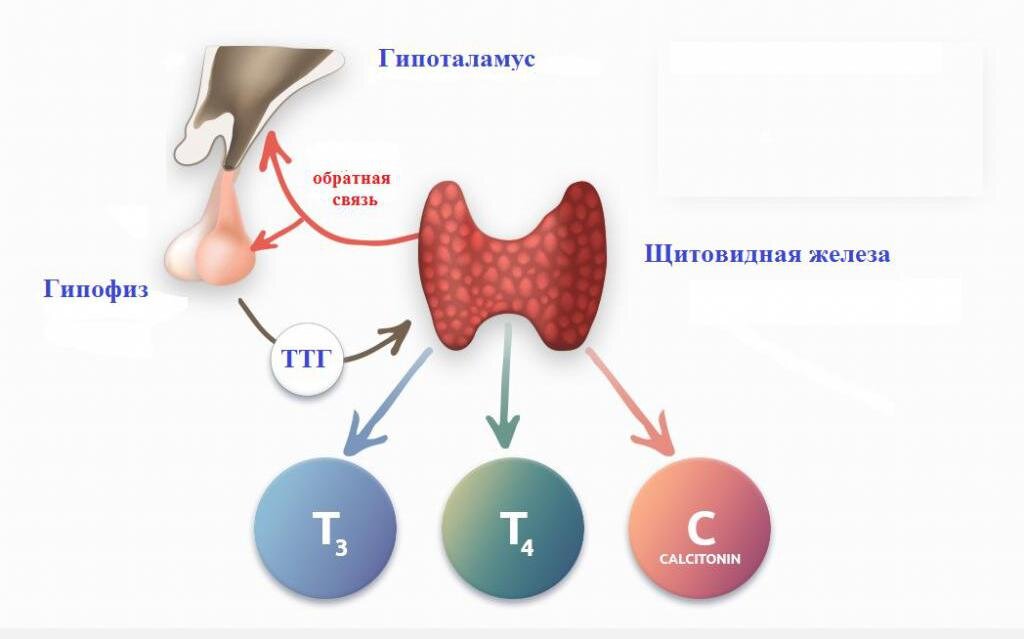 Гормоны щитовидной железы картинки