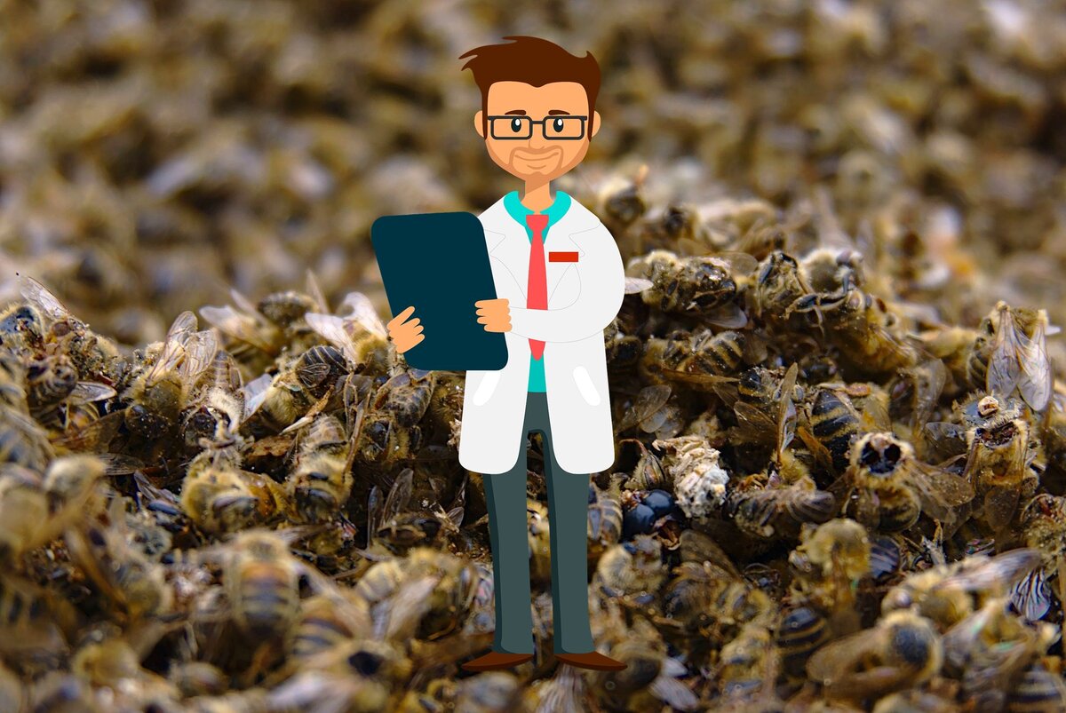 медоведение