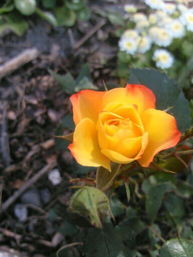 фотографии из архива разными телефонами, что нашла. Начинала в 2012 году, фотографировала мало сохранила ещё меньше