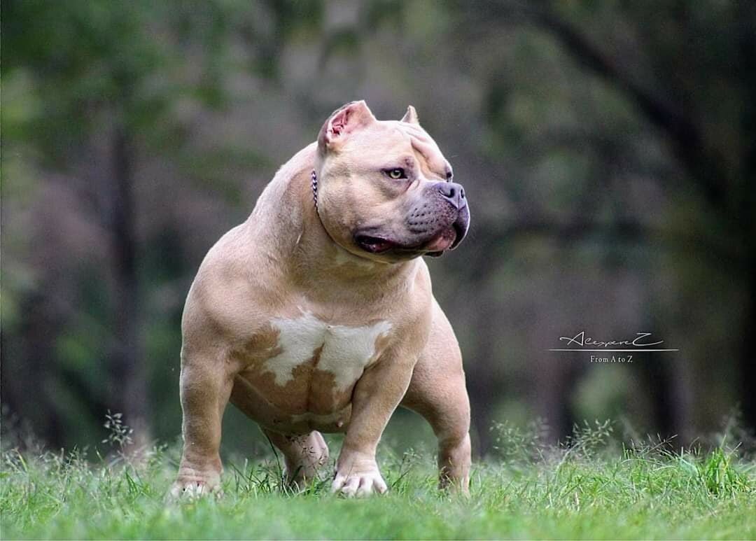 На фото наша выпускница Чемпион ABKC American Dream Khaleesi (Ch Brimm & Gabriella).  Тип стандарт. Наше второе поколение, медленно, но верно :-) 