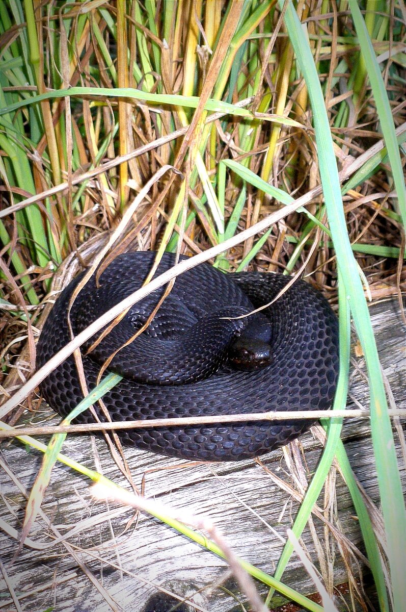 Обыкновенная гадюка меланист.