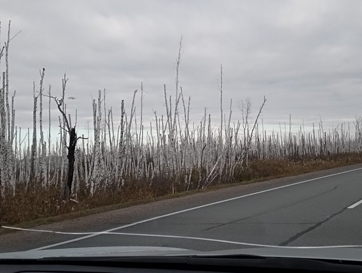 2500 км Урала и Сибири. Пермь- Республика Алтай. | ТРОЕ и СУБАРУ🚙 | Дзен