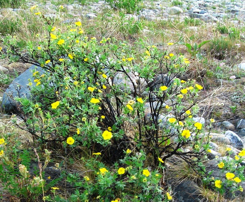 Так цветет курильский чай в естественной среде