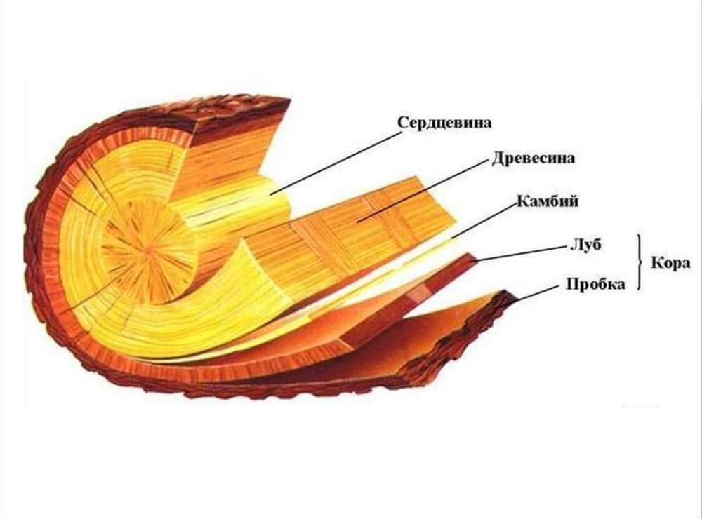 Сердцевина лучи. Строение стебля древесина Луб. Луб кора древесина. Кора древесина и камбий дерева. Кора Луб строения стебля.