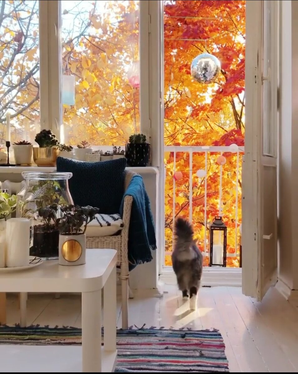 Все Фотографии из нельзяграма. Автор @sad.fat.cat