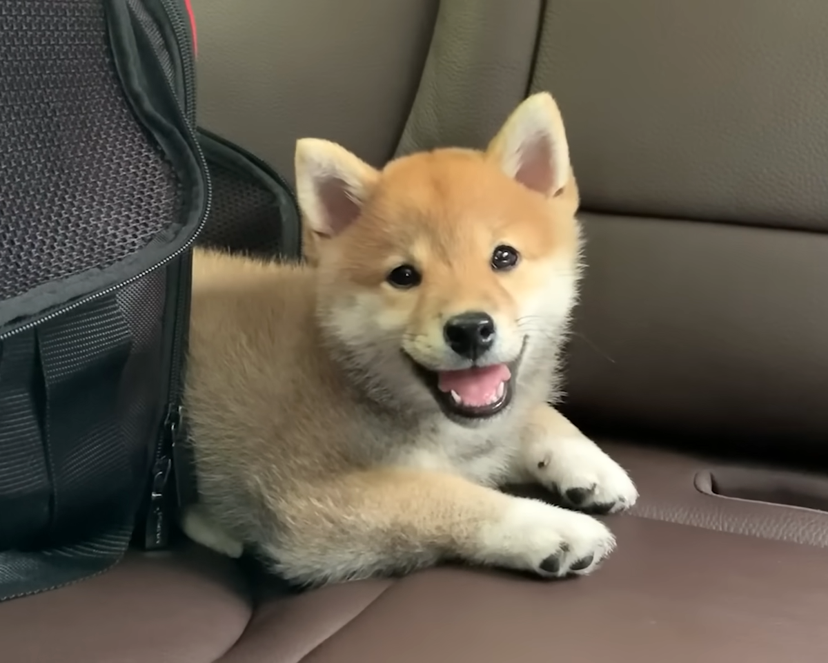 Едем с Чарли на прививки. Листай дальше ------>