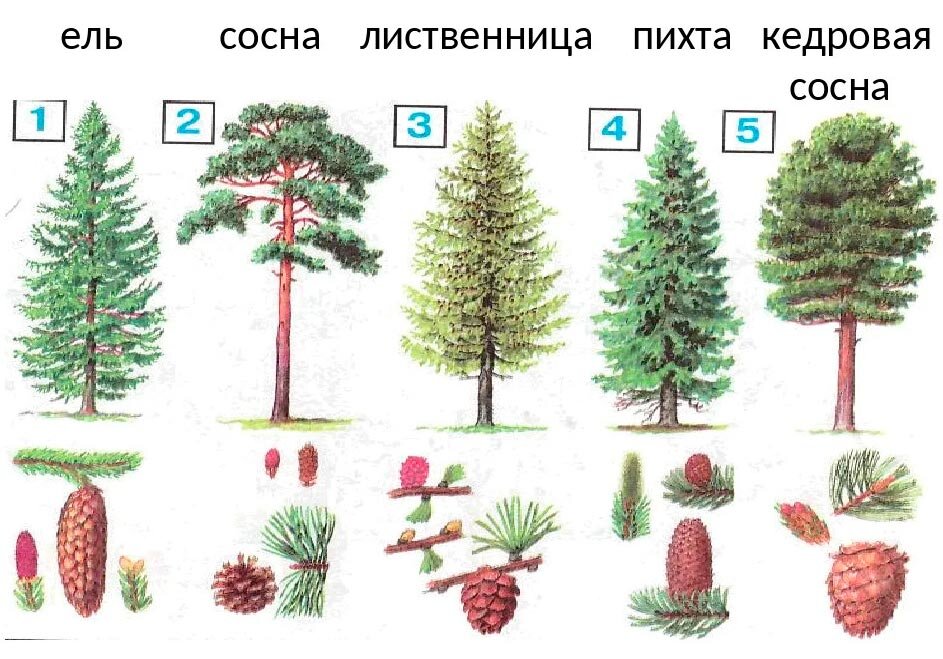 Характерные признаки хвойных. Ель пихта сосна кедр лиственница. Хвойные деревья названия для детей. Семья сосны. Сосновые семейство хвойные название.