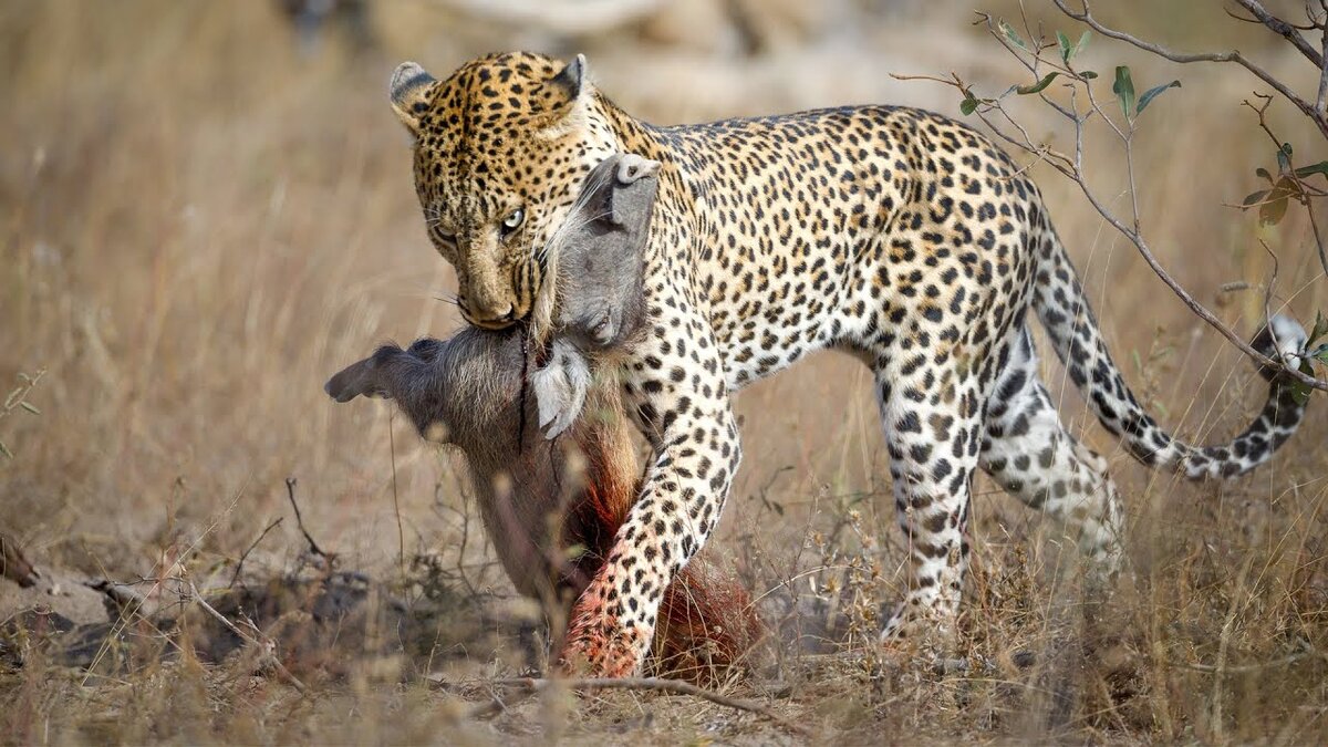 Хищники дикой африки видео. Леопард против бородавочника. Звериные баталии. Голодный леопард. Бородавочник Африканский саванные.