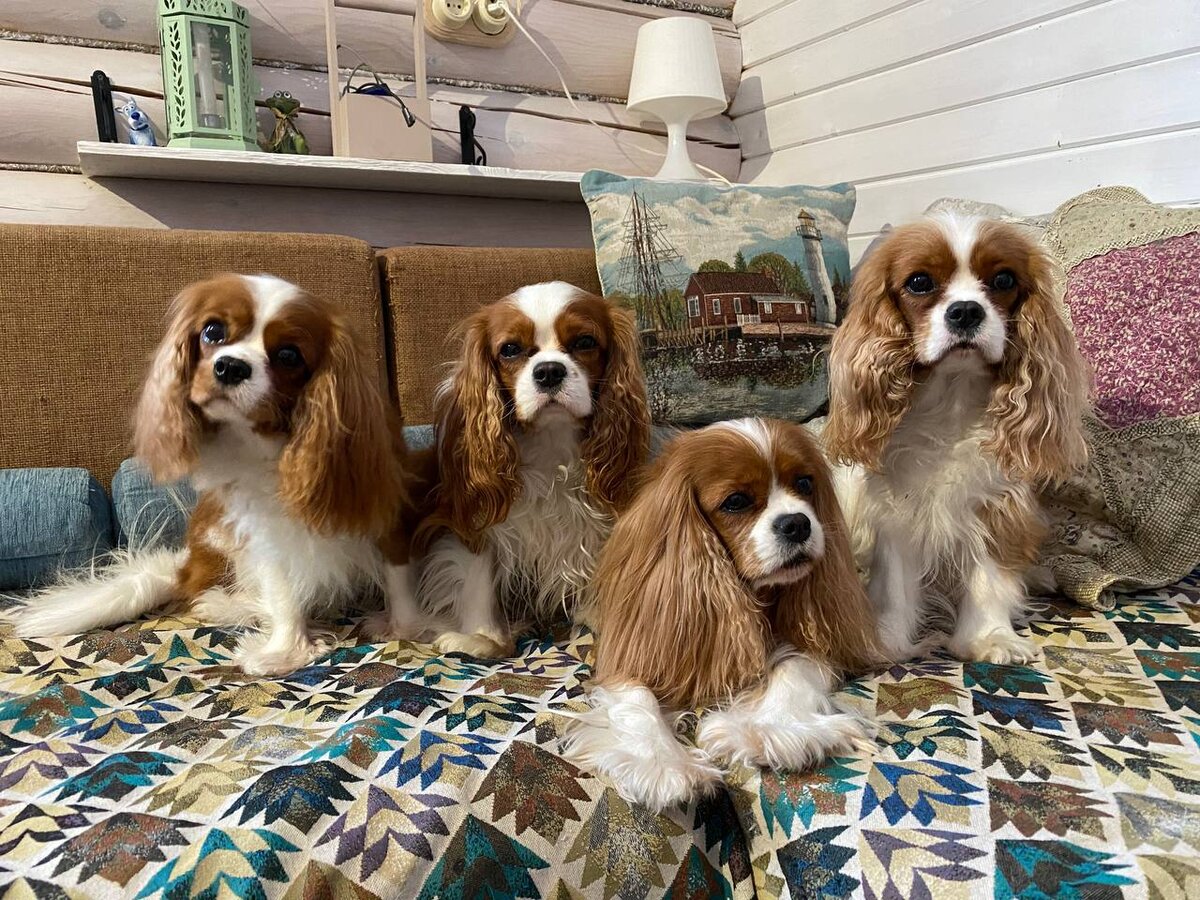 Кавалеры питомника Albarella ruso