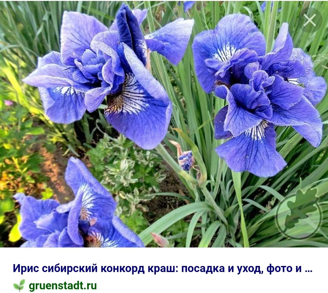 Бесподобные сорта ирисов! | Цветущий мир | Дзен