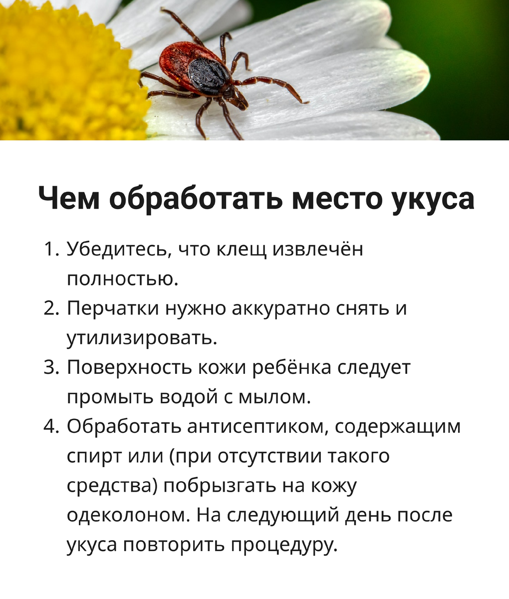 Таёжный клещ клещевой энцефалит. Ребенка укусил клещ отзывы. Профилактика от укуса тарантула. Ребенка укусил клещ отзывы. Ккаккк выдавитььь кклещща.