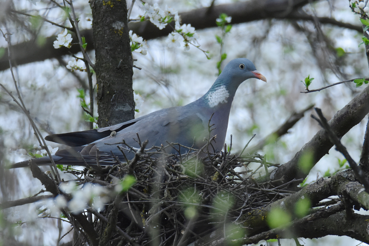 Вяхирь. Вяхирь (Columba palumbus). Вяхирь обыкновенный. Лесной голубь вяхирь Россия. Вяхирь в России.