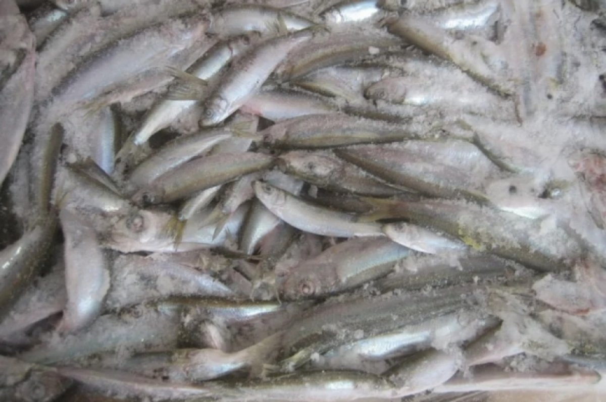    Впервые в 2023 году в Хабаровске проверили корюшку для экспорта в Японию