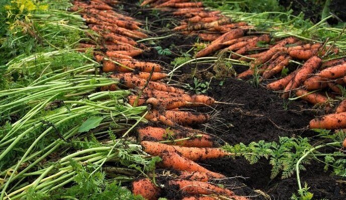 ...и растет плохо, и хранится еще хуже. Что не стоит делать для моркови при посадке и во время роста, какие агроприемы не на пользу моркови.