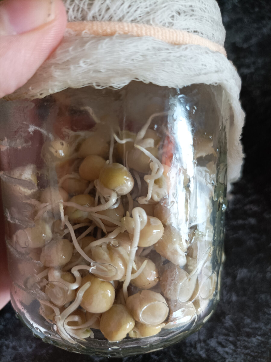 Горох прорастал в банке