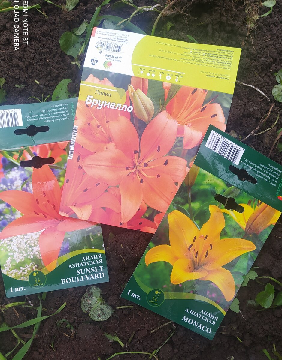 Азиатские лилии, посадила 5 штук Фото на память 😃